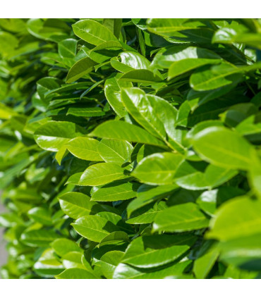 3ft (80-90cm) Potted Cherry Laurel Hedge Plants (Multibuy Offers Available)