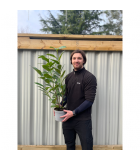 3ft (80-90cm) Potted Cherry Laurel Hedge Plants (Multibuy Offers Available)