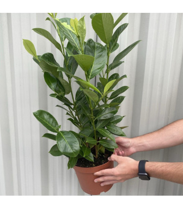 3ft (80-90cm) Potted Cherry Laurel Hedge Plants (Multibuy Offers Available)