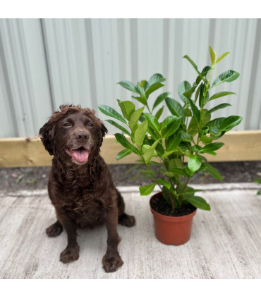 3ft (80-90cm) Potted Cherry Laurel Hedge Plants (Multibuy Offers Available)