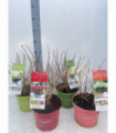 Hydrangea paniculata 'Red Light' 2L / 5L