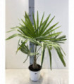 Trachycarpus Fortunei 3L / 7L / 12L