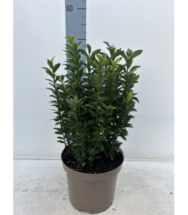 Euonymus japonicus 'Green Spire' (Multibuy Offers Available)