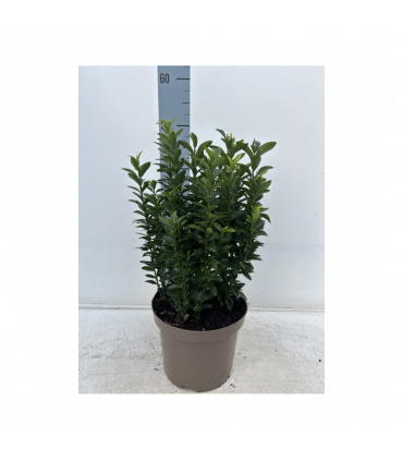 Euonymus japonicus 'Green Spire' (Multibuy Offers Available)