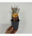 Imperata cylindrica Red Baron (Japanese Blood Grass) 9cm/2L/3L7.5L