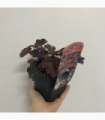 Heuchera micrantha Palace Purple 9cm