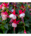 3 x Mixed Hardy Fuchsia 9cm