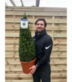 Buxus/Topiary Cone (Buxus Sempervirens)