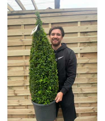 Buxus/Topiary Cone (Buxus Sempervirens)