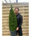 Buxus/Topiary Cone (Buxus Sempervirens)