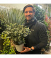 Eucalyptus pulverulenta 'Baby Blue' 2L