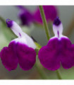 Salvia 'Amethyst Lips' 2L