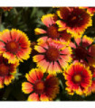 Gaillardia 'Arizona Sun' 9cm/2L