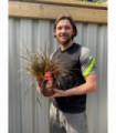 Uncinia 'Rubra' Ornamental Grass 2L