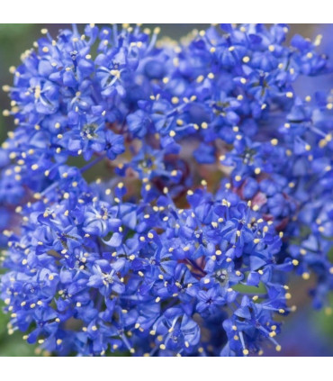 Ceanothus thyrsiflorus var. repens 2L