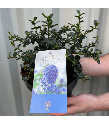 Ceanothus thyrsiflorus var. repens 2L