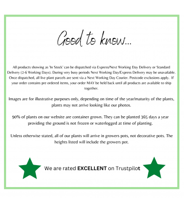 Ceanothus thyrsiflorus var. repens 2L