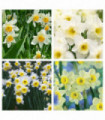 Narcissi Scented White Mix | Dwarf White Daffodil Bulbs (8 Bulbs)