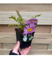 Tanacetum coccineum 'Robinson's Pink' 9cm