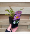 Tanacetum coccineum 'Robinson's Pink' 9cm