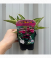 Pulmonaria 'Raspberry Splash' 9cm/2L