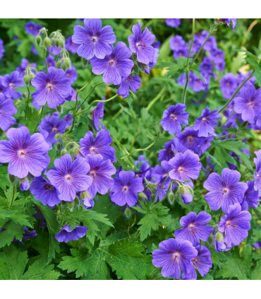 Geranium 'Johnson's Blue' 9cm/2L/3L