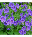 Geranium 'Johnson's Blue' 9cm/2L/3L