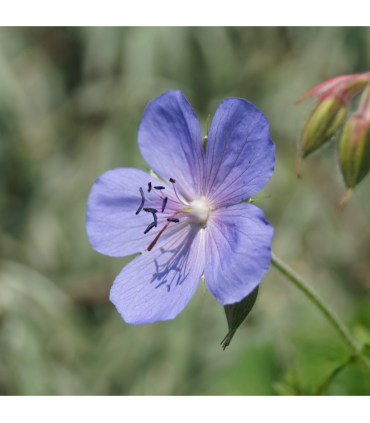 Geranium 'Johnson's Blue' 9cm/2L/3L