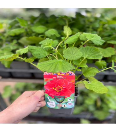 Geum 'Mrs Bradshaw' 9cm/1.5L/3L Pot