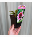 Echinacea purpurea 'Double Decker' 9cm Pot