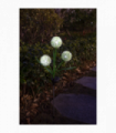 Solar Allium Bloom