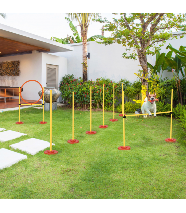 Dog agility training equipment