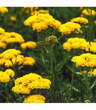 Achillea 'Cloth of Gold' 9cm/1.5L