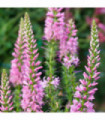Veronica  ‘Anniversary Pink' 9cm/2L