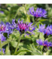 Centaurea montana 9cm/2L
