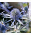 Eryngium 'Blue Hobbit' 9cm / 2L