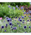 Echinops bannaticus 'Blue Globe' 9cm / 2L