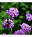 Iberis 'Mermaid Lavender' 9cm/1.5L