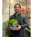 Hebe 'Emerald Gem' 'Green Globe' 9cm / 1L / 2L