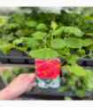 Geum 'Mrs Bradshaw' 9cm/1.5L/3L Pot