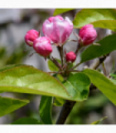 Escallonia 'Apple Blossom' 9cm