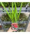Crocosmia 'Carmine Brilliant' 9cm/2L