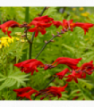 Crocosmia x crocosmiiflora 'Emberglow' 9cm/2L