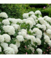 Hydrangea arborescens 'Incrediball' / 'Strong Annabelle' 3L / 5L / 10L