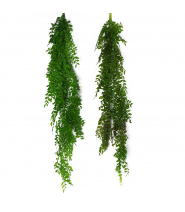 6 x 100cm Hanging String of Pearls Fern Plant Dark Green