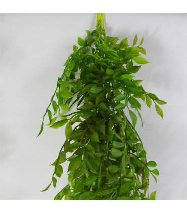 6 x 100cm Hanging String of Pearls Fern Plant Dark Green