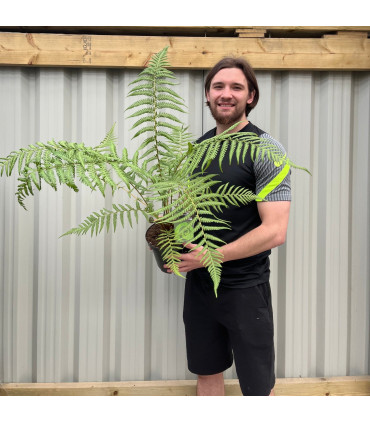 Dicksonia antarctica 'Tree Fern' 1/2/5L