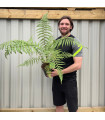 Dicksonia antarctica 'Tree Fern' 1/2/5L