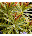 Euphorbia x martinii 'Ascot Rainbow' 9cm/1.5/2L