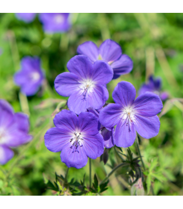 Geranium 'Johnson's Blue' 9cm/2L/3L